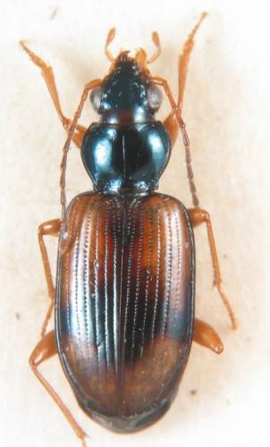 Réf. 194 670 : Bembidion hummleri